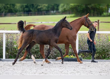 Zangersheide, Merrie, 1 Jaar, Roodbruin