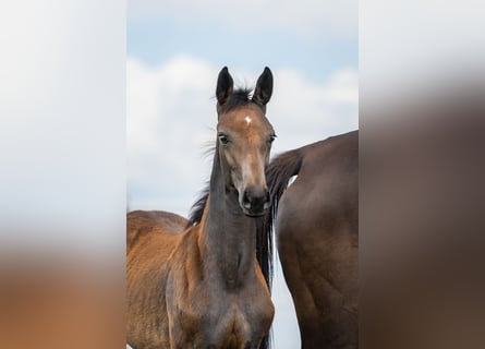 Zangersheide, Merrie, 1 Jaar, Schimmel