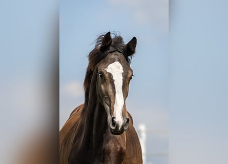 Zangersheide, Merrie, 1 Jaar