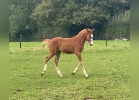 Zangersheide, Merrie, 1 Jaar, Vos