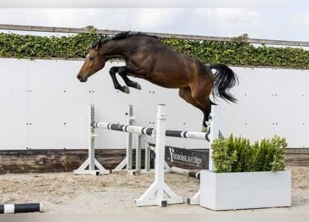Zangersheide, Merrie, 2 Jaar, 151 cm, Bruin