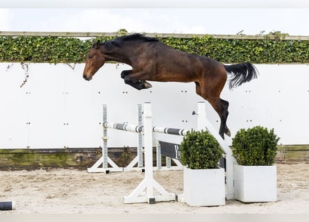 Zangersheide, Merrie, 2 Jaar, 156 cm