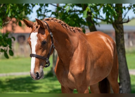 Zangersheide, Merrie, 2 Jaar, 162 cm