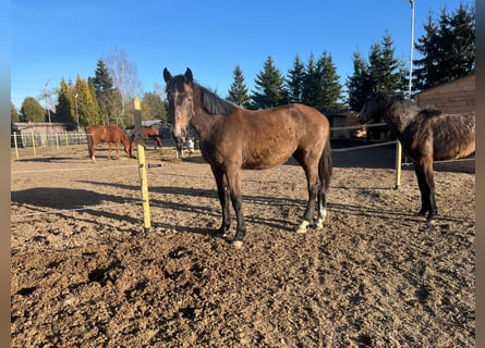 Zangersheide, Merrie, 2 Jaar, 167 cm, Lichtbruin