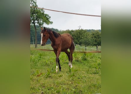 Zangersheide, Merrie, 2 Jaar, Bruin