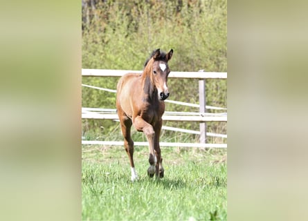 Zangersheide, Merrie, 2 Jaar