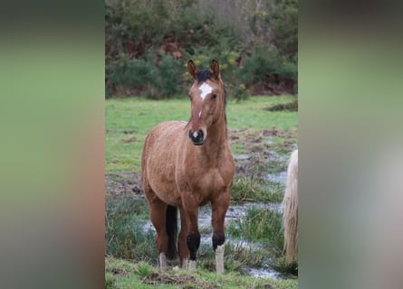 Zangersheide, Merrie, 3 Jaar, 135 cm, Falbe