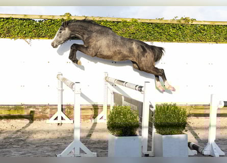 Zangersheide, Merrie, 3 Jaar, 152 cm, Schimmel