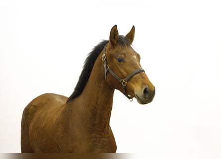 Zangersheide, Merrie, 3 Jaar, 155 cm, Bruin