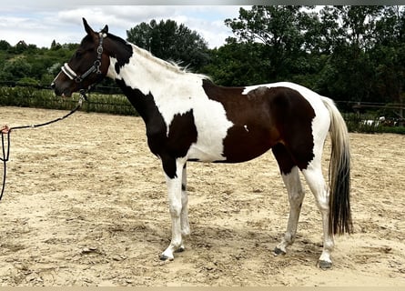 Zangersheide, Merrie, 3 Jaar, 157 cm, Gevlekt-paard
