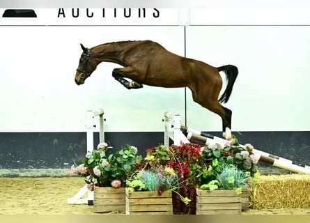 Zangersheide, Merrie, 3 Jaar, 158 cm, Bruin