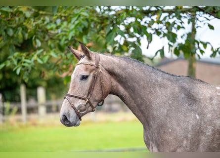 Zangersheide, Merrie, 3 Jaar, 160 cm, Schimmel