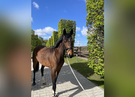 Zangersheide, Merrie, 3 Jaar, 161 cm, Donkerbruin