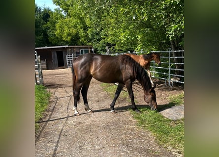 Zangersheide, Merrie, 3 Jaar, 163 cm, Donkerbruin