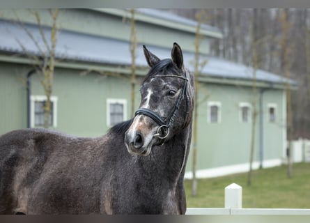 Zangersheide, Merrie, 3 Jaar, 163 cm, Schimmel