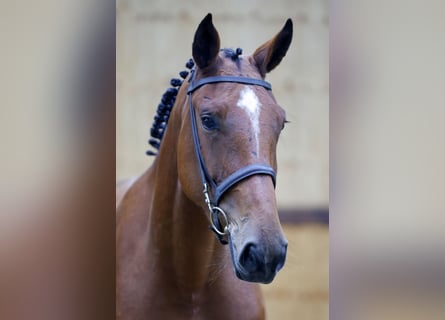 Zangersheide, Merrie, 3 Jaar, 164 cm, Bruin