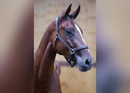 Zangersheide, Merrie, 3 Jaar, 164 cm, Bruin