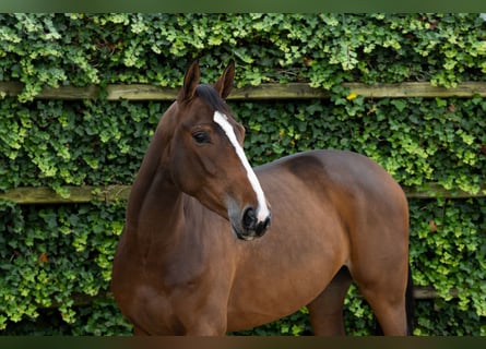 Zangersheide, Merrie, 3 Jaar, 165 cm, Bruin