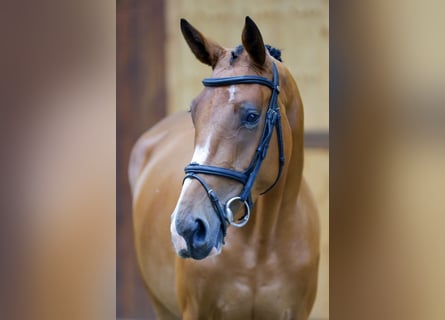 Zangersheide, Merrie, 3 Jaar, 166 cm, Bruin