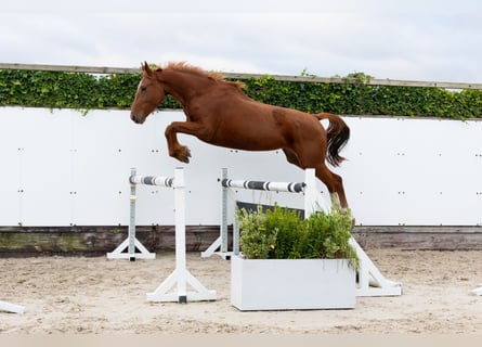 Zangersheide, Merrie, 3 Jaar, 166 cm, Vos