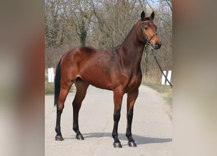 Zangersheide, Merrie, 3 Jaar, 168 cm, Bruin