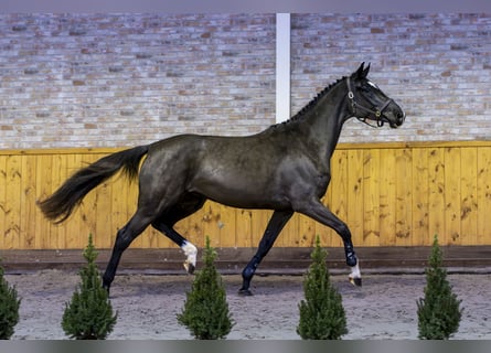 Zangersheide, Merrie, 3 Jaar, 168 cm, Zwartbruin