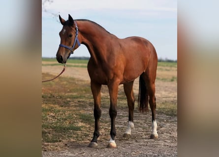 Zangersheide, Merrie, 3 Jaar, 169 cm, Bruin