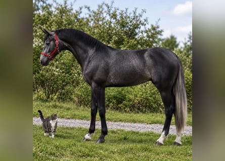 Zangersheide, Merrie, 3 Jaar, 169 cm, Schimmel