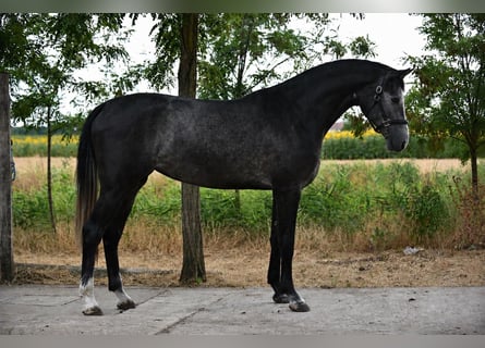 Zangersheide, Merrie, 3 Jaar, 169 cm, Schimmel