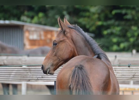 Zangersheide, Merrie, 3 Jaar, 170 cm, Bruin