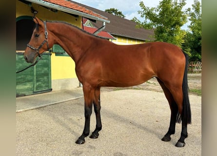 Zangersheide, Merrie, 3 Jaar, 170 cm, Bruin