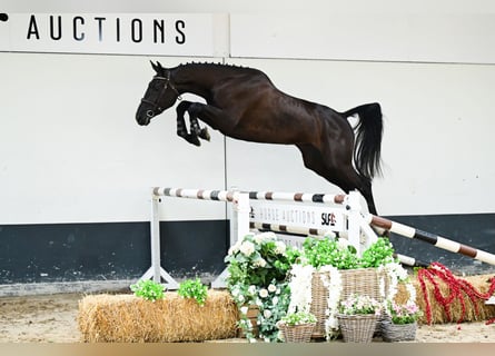 Zangersheide, Merrie, 3 Jaar, 170 cm, Donkerbruin