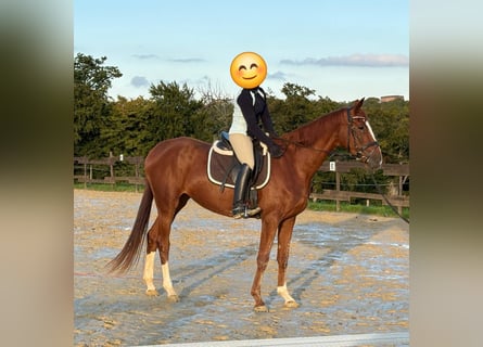 Zangersheide, Merrie, 3 Jaar, 170 cm, Vos