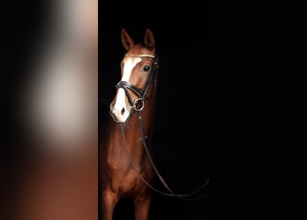 Zangersheide, Merrie, 3 Jaar, 170 cm, Vos