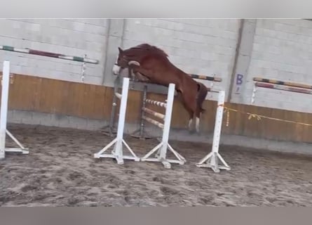 Zangersheide, Merrie, 3 Jaar, Donkere-vos