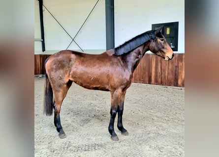 Zangersheide, Merrie, 3 Jaar