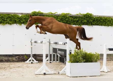 Zangersheide, Merrie, 4 Jaar, 161 cm, Vos