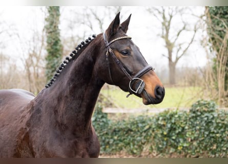 Zangersheide, Merrie, 4 Jaar, 162 cm