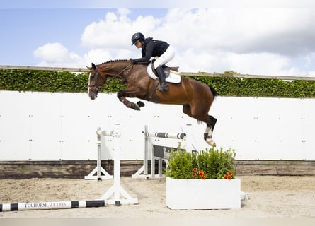 Zangersheide, Merrie, 4 Jaar, 163 cm, Bruin