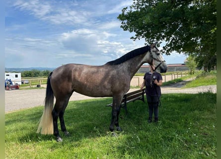 Zangersheide, Merrie, 4 Jaar, 164 cm, Appelschimmel