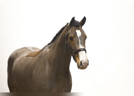 Zangersheide, Merrie, 4 Jaar, 165 cm, Bruin