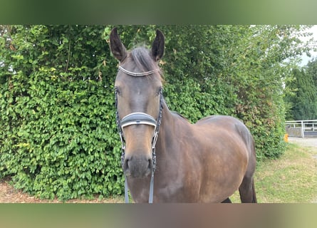 Zangersheide, Merrie, 4 Jaar, 165 cm, Donkerbruin