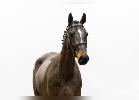 Zangersheide, Merrie, 4 Jaar, 165 cm, Donkerbruin