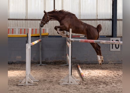 Zangersheide, Merrie, 4 Jaar, 165 cm, Donkere-vos