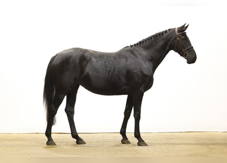 Zangersheide, Merrie, 4 Jaar, 165 cm, Zwart