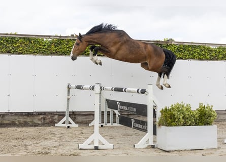 Zangersheide, Merrie, 4 Jaar, 166 cm, Bruin