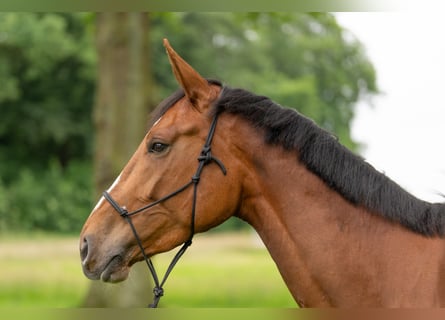 Zangersheider, Stute, 4 Jahre, 176 cm, Fuchs