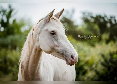 Zangersheide, Merrie, 5 Jaar, 155 cm, Champagne