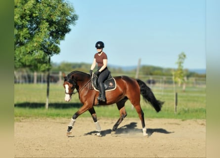 Zangersheide, Merrie, 5 Jaar, 157 cm, Bruin
