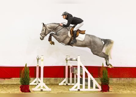 Zangersheide, Merrie, 5 Jaar, 162 cm, Schimmel